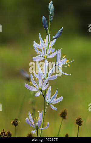 Beautiful blue camas, flowers, Camassia quamash, blooming near nelson, British Columbia, Canada Stock Photo