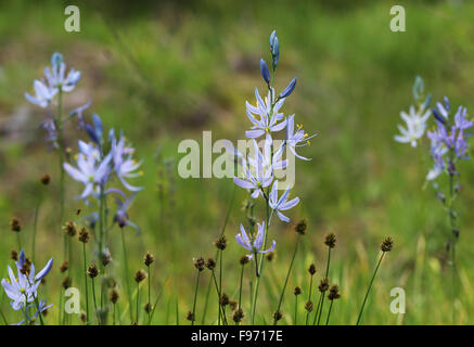 Beautiful blue camas, flowers, Camassia quamash, blooming near nelson, British Columbia, Canada Stock Photo