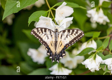 Canadian Tiger Swallowtail (Papilio canadensis) on a mock orange flower in a backyard in Toronto, Ontario