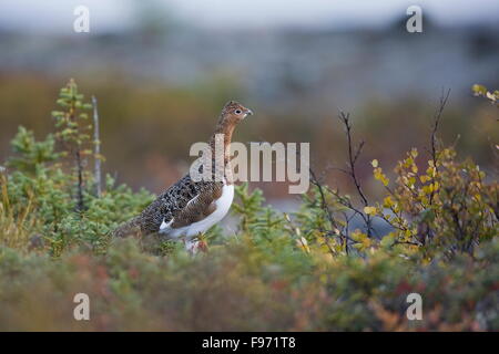 Willow ptarmigan, Lagopus lagopus, in the tundra of Nunavik, Quebec, Canada Stock Photo