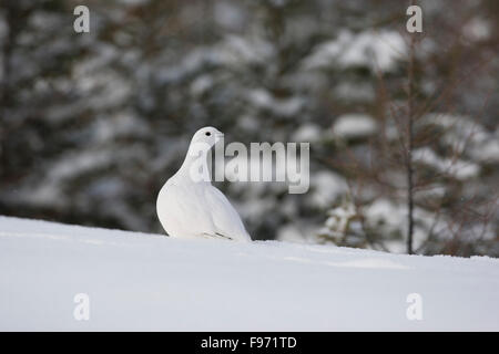 Willow ptarmigan, Lagopus lagopus, Winter, Nunavik, Quebec, Canada Stock Photo