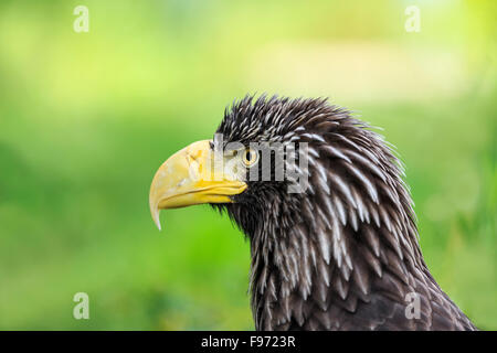 Steller's Sea Eagle, Haliaeetus pelagicus, captive, Assiniboine Park Zoo, Winnipeg, Manitoba, Canada Stock Photo