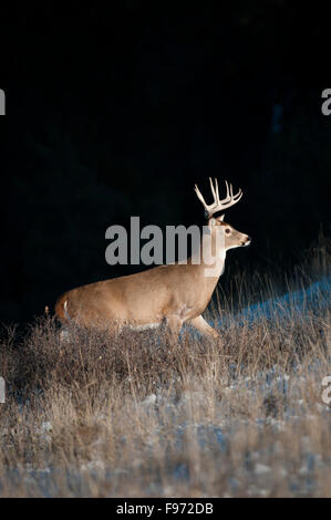 Odocoileus virginianus, whitetail deer,walking out of shadows, male, buck,  Montana, USA Stock Photo