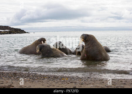 Atlantic walrus (Odobenus rosmarus rosmarus), in water, Andréetangen headland, Edgeøya (Edge Island), Svalbard Archipelago,
