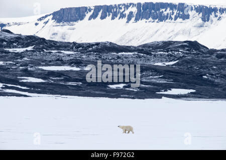 Polar bear (Ursus maritimus), on pack ice, Hochstetterbreen (glacier south of Hinlopen Strait), Svalbard Archipelago, Arctic Stock Photo