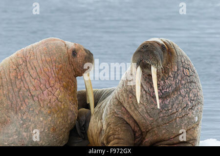 Atlantic walruses (Odobenus rosmarus rosmarus), resting on ice floe, Svalbard Archipelago, Arctic Norway.
