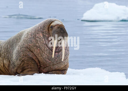 Atlantic walrus (Odobenus rosmarus rosmarus), resting on ice floe, Svalbard Archipelago, Arctic Norway.