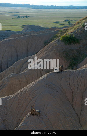 Rocky Mountain Bighorn Sheep Rams resting on rock formations, (Ovus canadensis), introduced in 1964, Badlands National Park, Stock Photo