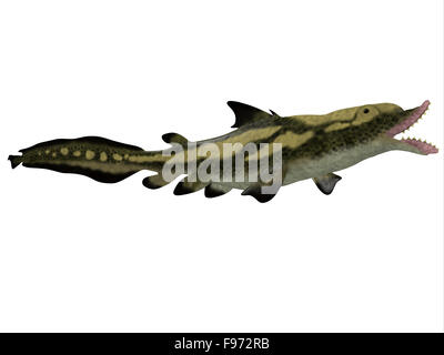 Edestus is a prehistoric shark that lived in the Carboniferous Period of England, Russia and North America. Stock Photo