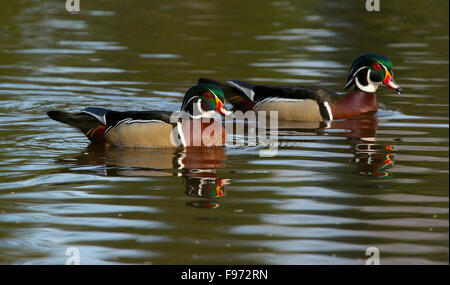 Male wood duck or Carolina duck (Aix sponsa), spring, Quetico Provincial Park, ON, Canada Stock Photo