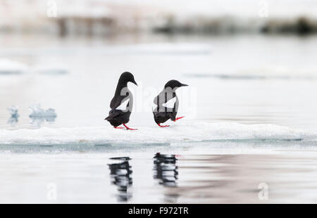 Black guillemot (Cepphus grylle), on ice, Hamilton Bay (Hamiltonbukta), Svalbard Archipelago, Arctic Norway. Stock Photo