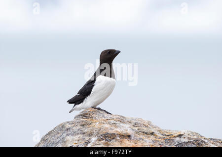 Little auk or dovekie (Alle alle), in breeding plumage, Fuglesongen, Svalbard Archipelago, Arctic Norway.