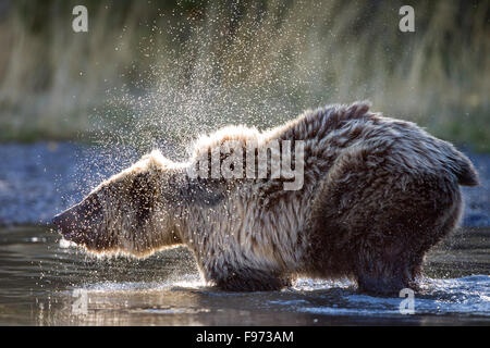 Grizzly bear (Ursus arctos horribilis), two year old cub, shaking water from fur, Central Interior, British Columbia. Stock Photo