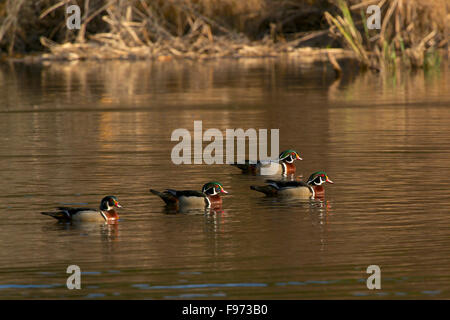 A group of Male wood ducks or Carolina duck swimming on reflective pond. (Aix sponsa).  Early spring and breeding season, Stock Photo