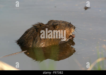 Rodent, muskrat (Ondatra zibethicus) in pond, Quetico Provincial Park, ON, Canada Stock Photo