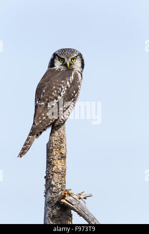 Northern hawk owl (Surnia ulula), Central Interior, British Columbia Stock Photo