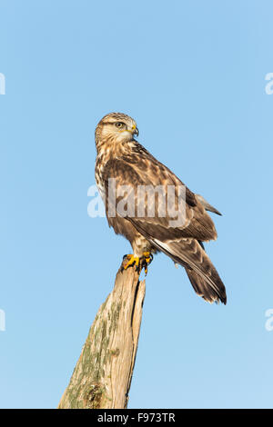 Roughlegged hawk (Buteo lagopus), juvenile, in flight, Nanaimo River ...