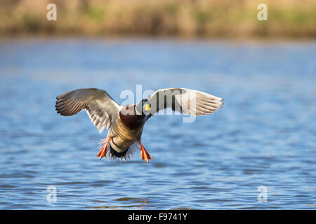 Mallard (Anas platyrhynchos), male, in flight, Reifel Migratory Bird Sanctuary, Delta, British Columbia. Stock Photo