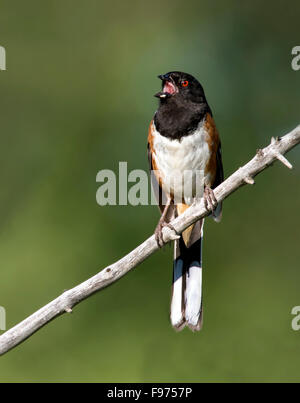 A male Spotted Towhee, Pipilo maculatus, singing on a branch in North Dakota, USA Stock Photo