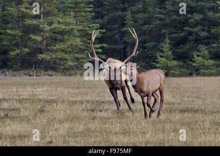 Male bull elk in pursuit of female elk in breeding season.  Location is Jasper National Park in Alberta province of Canada. Stock Photo