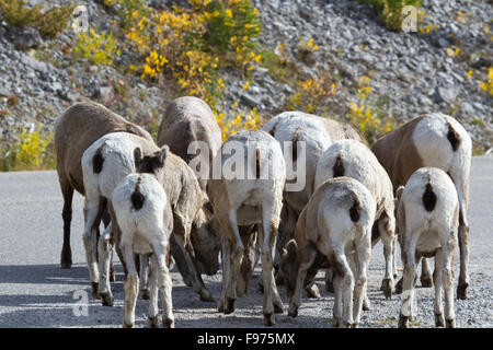 Bighorn sheep flock together with rumps visible.  Location is on Maligne Lake Road along Medicine Lake in Jasper National Park.
