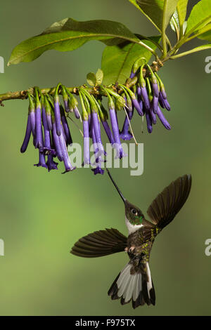 Collared Inca Hummingbird (Coeligena torquata) flying while feeding at a flower in Ecuador. Stock Photo