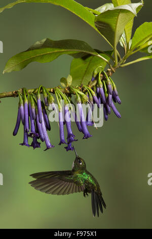 Tourlamine Sunangel (Heliangelus exortis) flying while feeding at a flower in Ecuador. Stock Photo