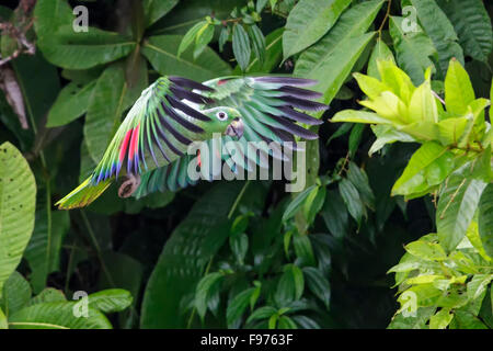 Mealy Amazon Parrot (Amazona farinosa) perched on a branch in Ecuador. Stock Photo