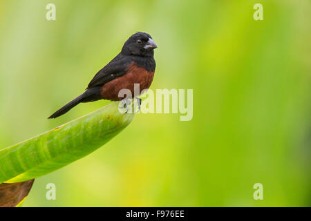 Chestnutbellied Seed Finch (Oryzoborus angolensis) perched on a branch in Manu National Park, Peru. Stock Photo