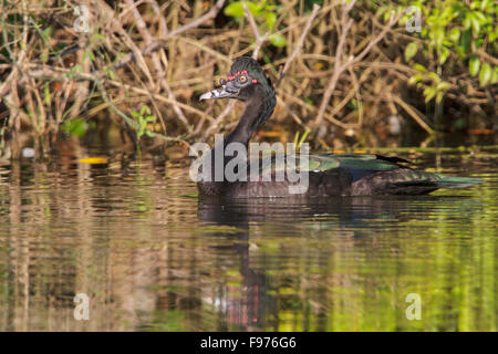 Muscovy Duck (Cairina moschata) in a lake in Manu National Park, Peru. Stock Photo