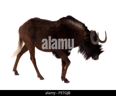 Black wildebeest (Connochaetes gnou). Isolated over white background Stock Photo