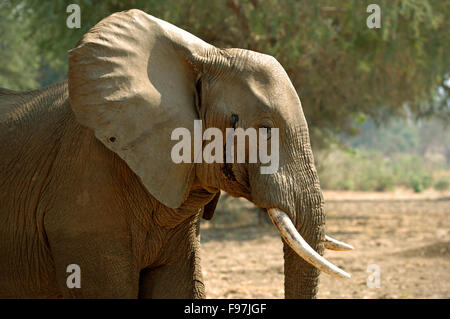 African male elephant in musth in the Lower Zambezi National Park, Zambia Stock Photo