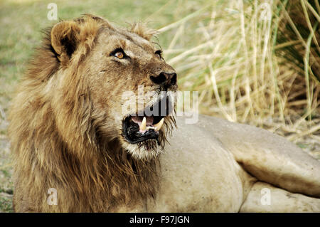 Male lion (Panthera leo) with open mouth lying down in the grass inside the Lower Zambezi National Park, Zambia Stock Photo