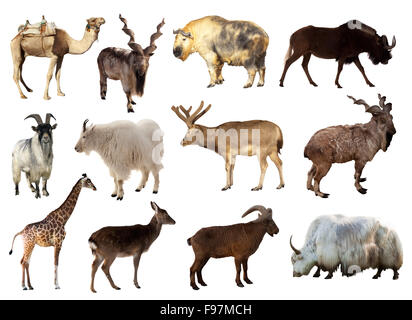 Set of Artiodactyla animals. Isolated over white background (Camel, Markhor, Takin, Gnu, Tur, Deer, Giraffe, Goat, Yak) Stock Photo