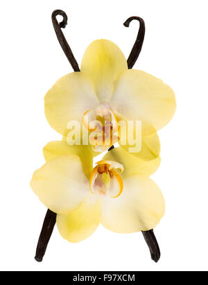 Vanilla pods and yellow orchid flowers isolated on white background Stock Photo