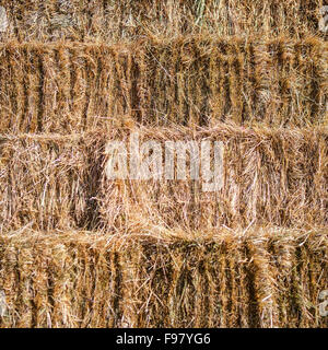 Fresh hay bales stacked for background Fresh hay bales stacked for background