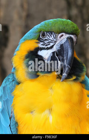 Blue and Gold Macaw. Ara bleu. Ara ararauna. Bird Kingdom, Niagara Falls, Ontario, Canada. Stock Photo