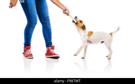 Unrecognizable woman feeding cute parson russel terrier dog on white background isolated Stock Photo