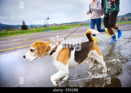 Couple walk dog in rain. Details of wellies splashing in puddles. Stock Photo