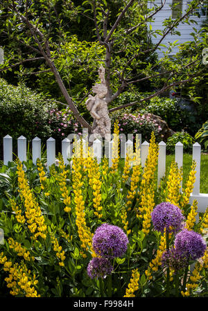 Colorful spring garden border, yellow Carolina Lupine garden Flowers, False indigo, purple Globe flower and white picket fence garden, New Jersey, USA Stock Photo