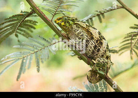 Rwenzori three-horned chameleon, Chamaeleo johnstoni, Bwindi Impenetrable National Park, Uganda Stock Photo