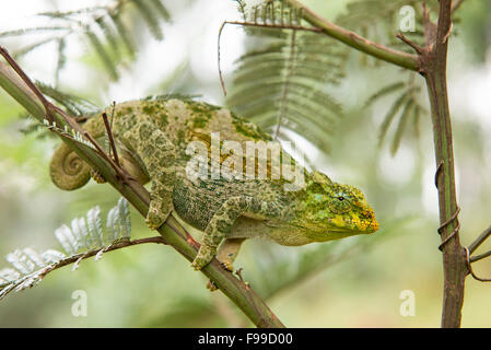 Rwenzori three-horned chameleon, Chamaeleo johnstoni, Bwindi Impenetrable National Park, Uganda Stock Photo