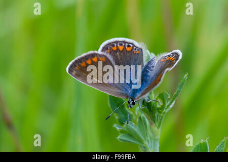 Common Blue butterfly (Polyommatus icarus) adult female.  On the Causse de Gramat, Lot region, France. May. Stock Photo