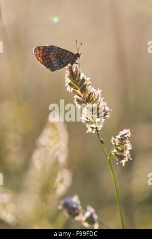 Heath Fritillary butterfly (Mellicta athalia) adult on a grass flower in early morning sunlight. Causse de Gramat, France. Stock Photo