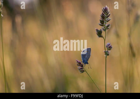 Common Blue butterfly (Polyommatus icarus) adult resting on a grass flowerhead. Causse de Gramat, France. Stock Photo