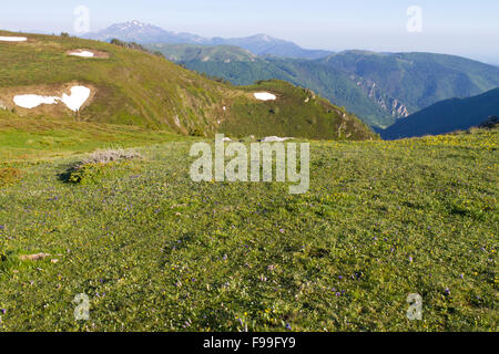 Habitat - Alpine pasture with flowering Gentians (Gentiana sp.). Col de Pailhères, Ariege Pyrenees, France. June. Stock Photo