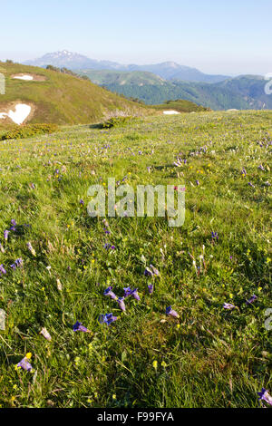 Habitat - Alpine pasture with flowering Gentians (Gentiana sp.). Col de Pailhères, Ariege Pyrenees, France. June. Stock Photo