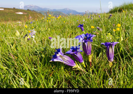 Trumpet Gentians (Gentiana acaulis) flowering in alpine pasture. Col de Pailhères, Ariege Pyrenees, France. June. Stock Photo