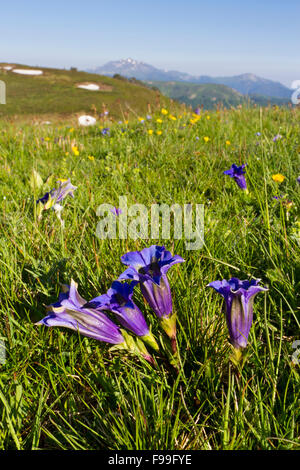 Trumpet Gentians (Gentiana acaulis) flowering in alpine pasture. Col de Pailhères, Ariege Pyrenees, France. June. Stock Photo