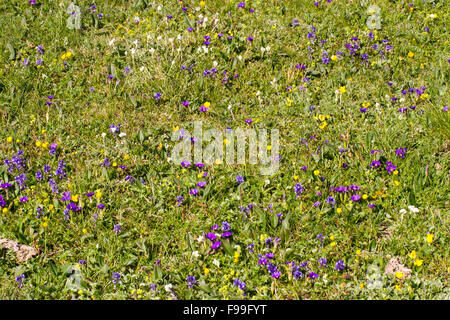 Pyrenean Gentians (Gentiana pyrenaica) and other wildflowers flowering in an alpine meadow.  Col de Pailhères, Ariege Pyrenees. Stock Photo